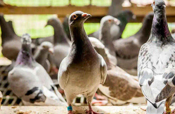 Testing The Intelligence Of Racing Pigeons