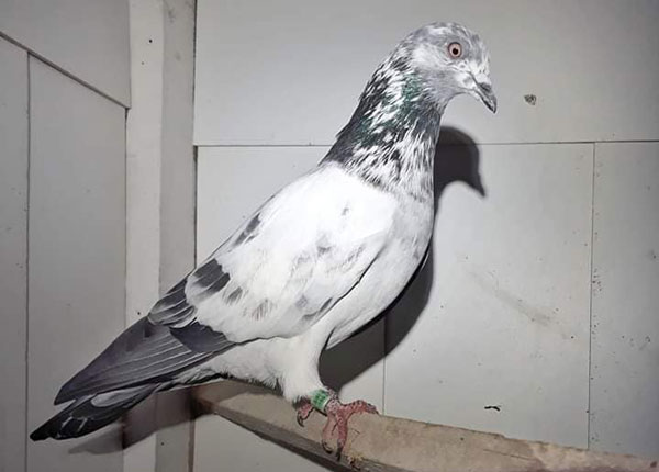 Tippler Pigeon Behavior