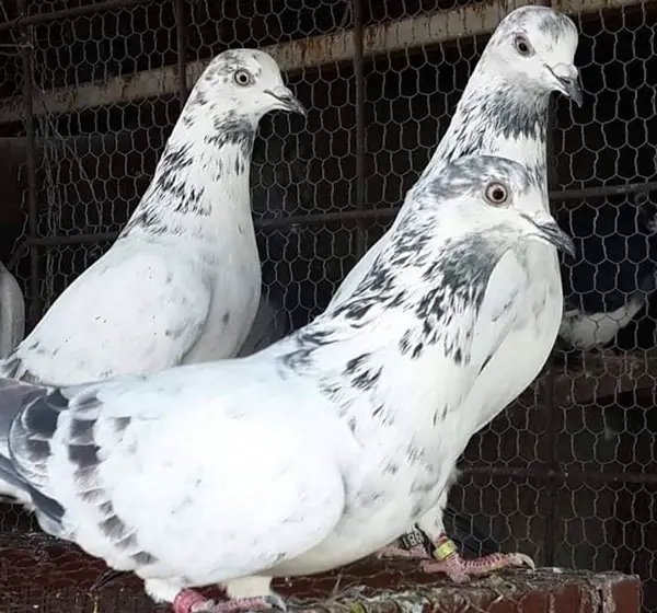 Tippler Pigeon as pets