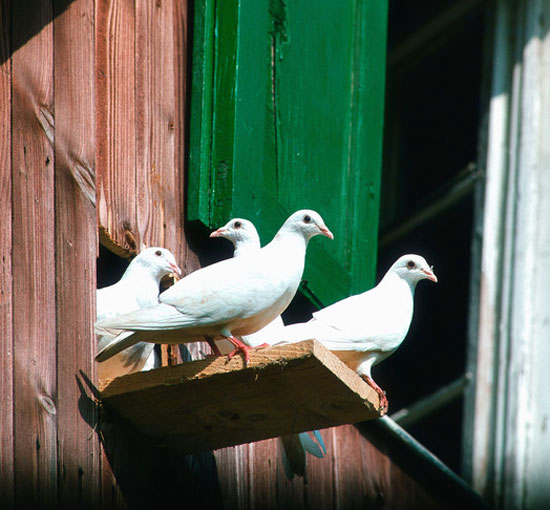 Tips for Building Mental Strength and Resilience in Pigeon Racing