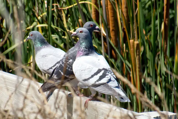 Tips for Success in Pigeon Racing