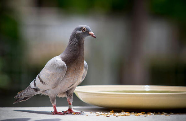 Tips for Successful Banding of Young Racing Pigeons
