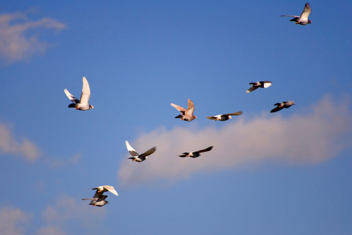 Types of Pigeon Races