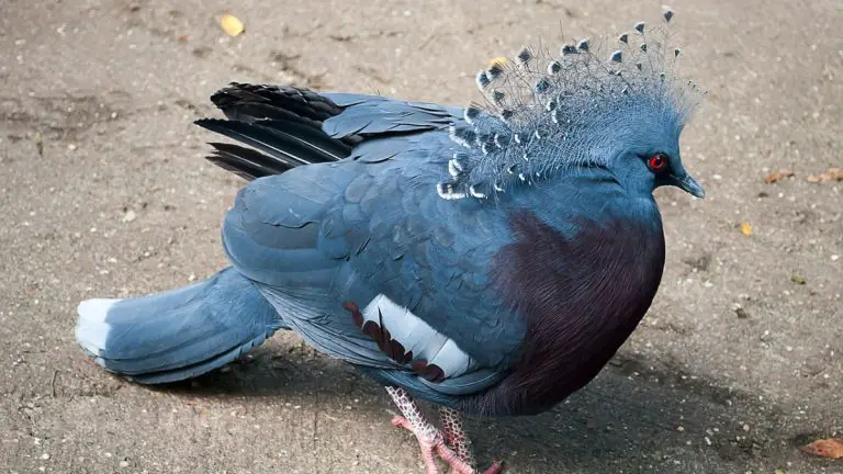 Victoria Crown Pigeon: Origin, Appearance, Behavior, Care, And More