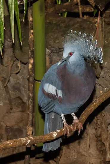 Victoria Crown Pigeon Appearance