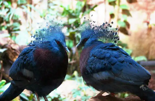 Victoria Crown Pigeon Breeding