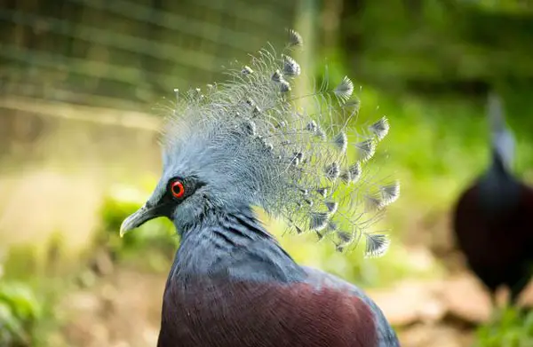 Victoria Crown Pigeon Lifespan