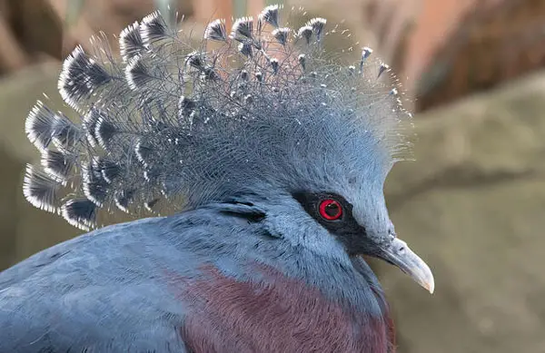 Victoria Crown Pigeon Origin and history