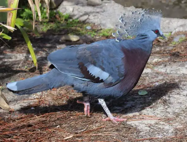 Victoria Crown Pigeon as pets