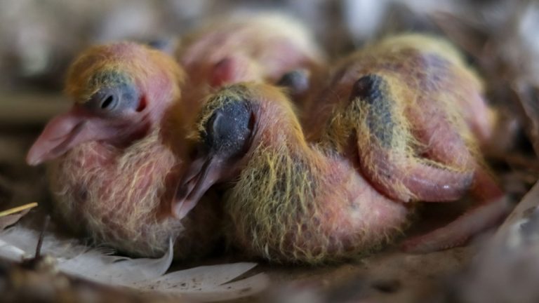 What Do Baby Pigeons Eat? All You Need To Know About Feeding Baby Pigeons