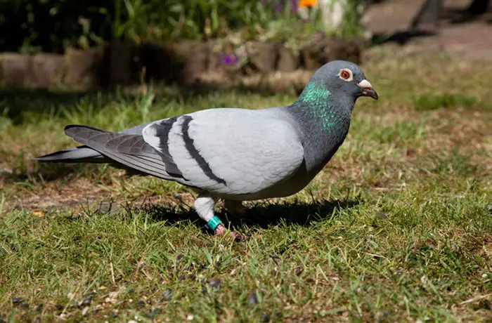 What is Pigeon Racing