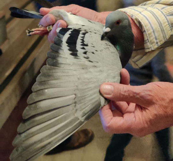 When Should the Training for Racing Pigeons Start