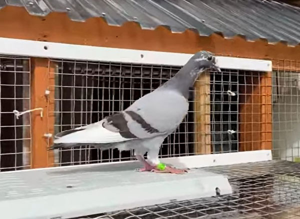 Why Is It Important to Band-Racing Pigeons