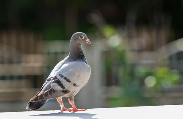 Young Racing Pigeon