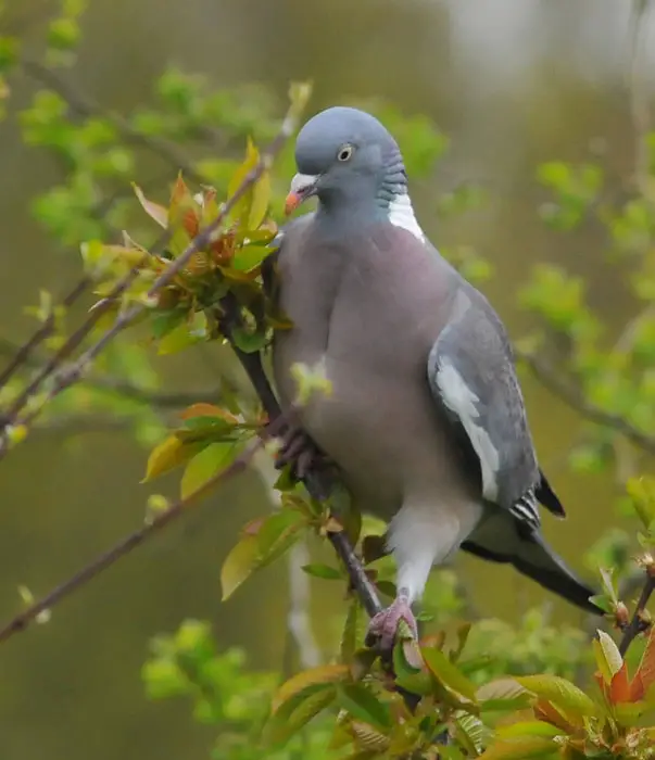 A List of Conservation Efforts Common Wood Pigeon