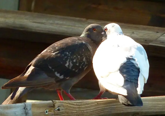 Acoustic Cues Used by Pigeons in Mate Selection