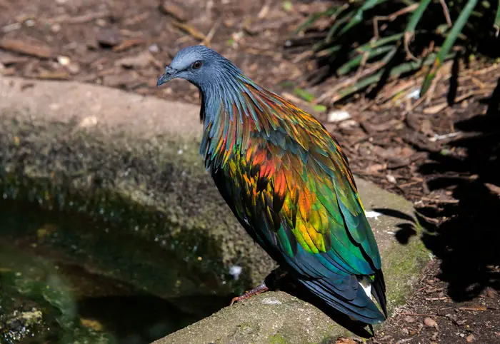 Adaptations Of Nicobar Pigeons To Survive In Island Habitats