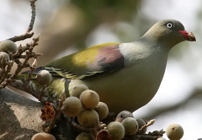 African Green Pigeon Interaction With Humans And Their General Behavior