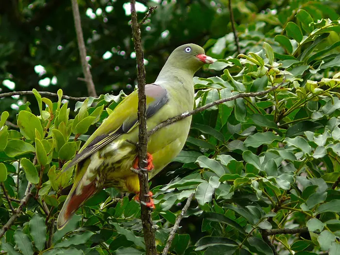 African Green Pigeon Interesting Facts