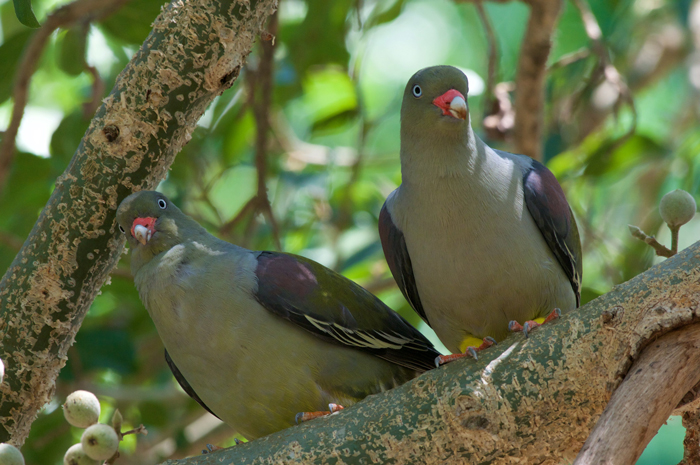 African Green Pigeon Nesting Behavior