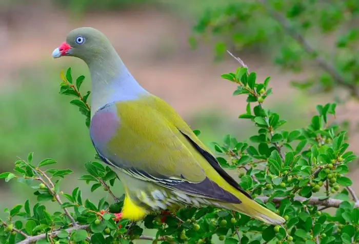 African Green Pigeon Plumage