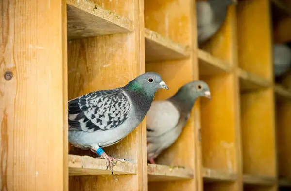 Balanced Diet For Racing Pigeons