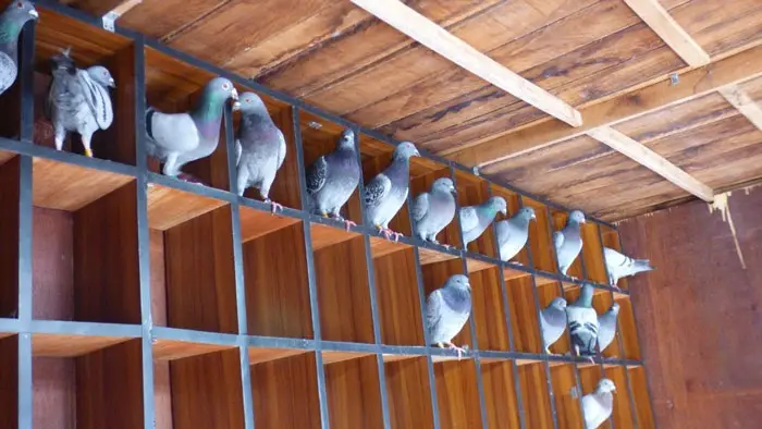 Basic Understanding of Pigeon Racing Lofts