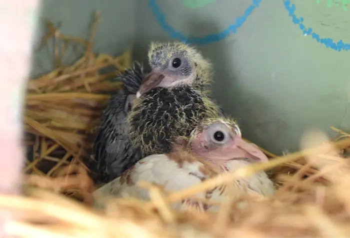 Behavior Of Newly Hatched Chicks