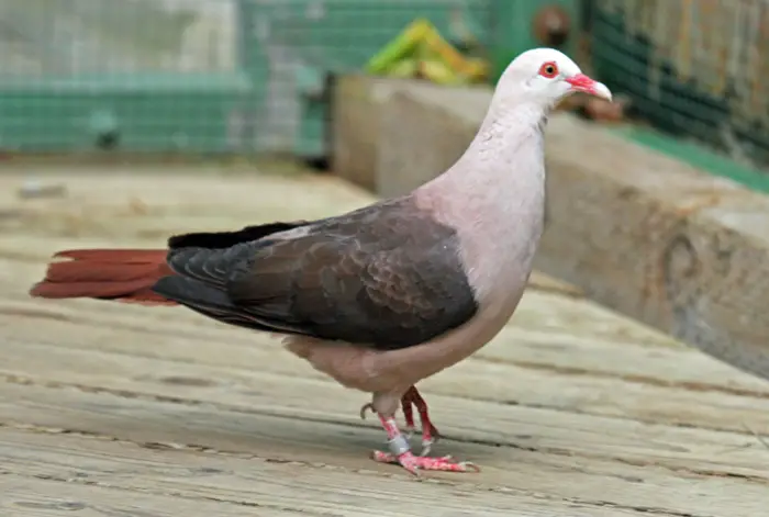 Behavioral Characteristics Of Pink Pigeon