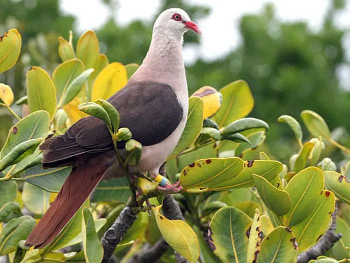 Benefits Of Supporting Pink Pigeons