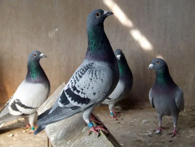 Best Practices for Racing Pigeons Loft Maintenance