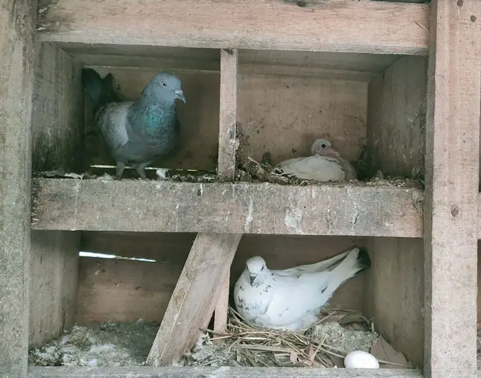 Breeding Cycles Of Pigeons