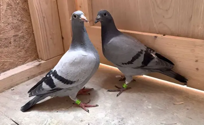 Breeding Racing Pigeons