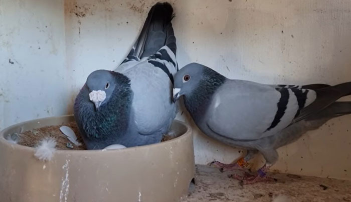 Breeding Strategies for Racing Pigeons