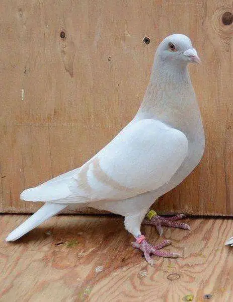 Building Speed and Endurance in Racing Pigeons