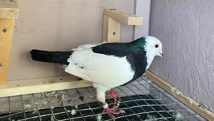 Building Trust and Establishing a Bond with Racing Pigeons
