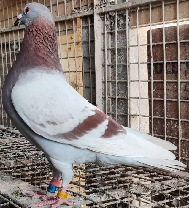 Caring for Racing Pigeon Breeders