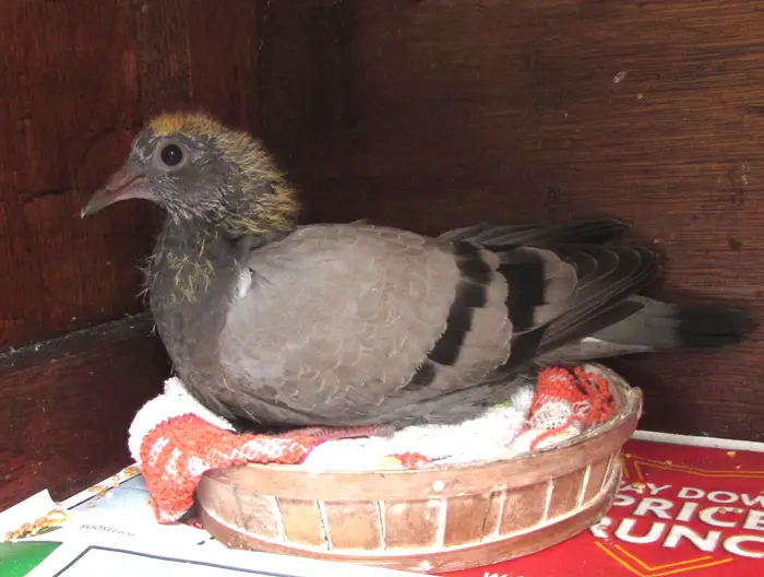 Challenges Faced by Pigeon Chicks During Development