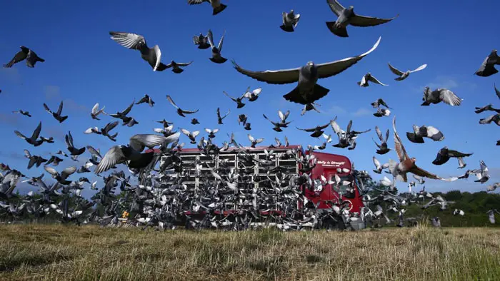 Using Electronic Timing Systems in Pigeon Racing