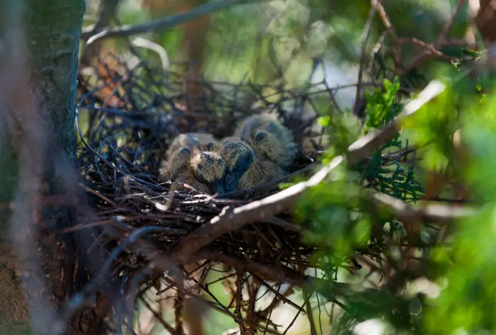 Common Nesting And Breeding Challenges