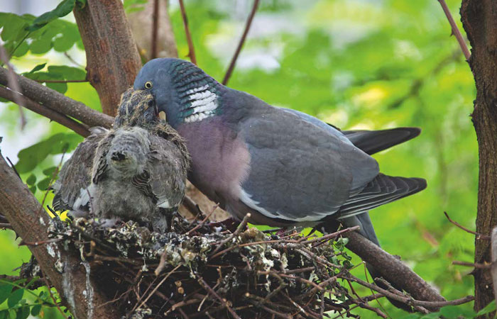 Common Wood Pigeon Behavior