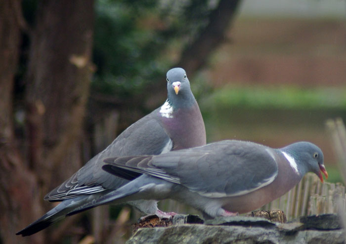 Common Wood Pigeon Habitat