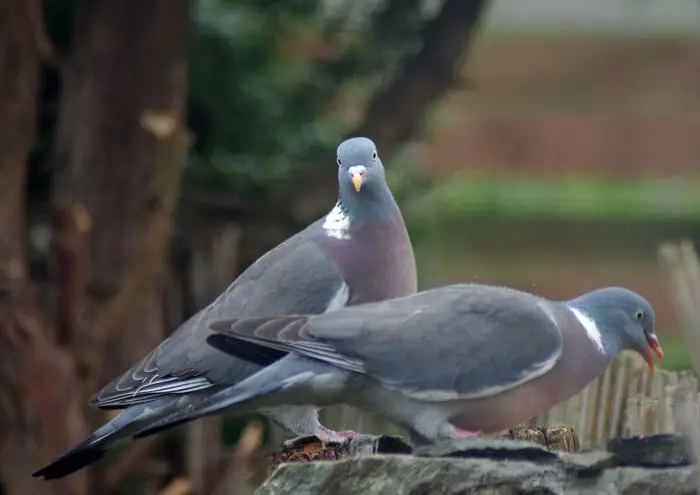 Common Wood Pigeon Habitat