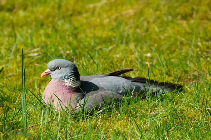 Common Wood Pigeon-Human Relationship