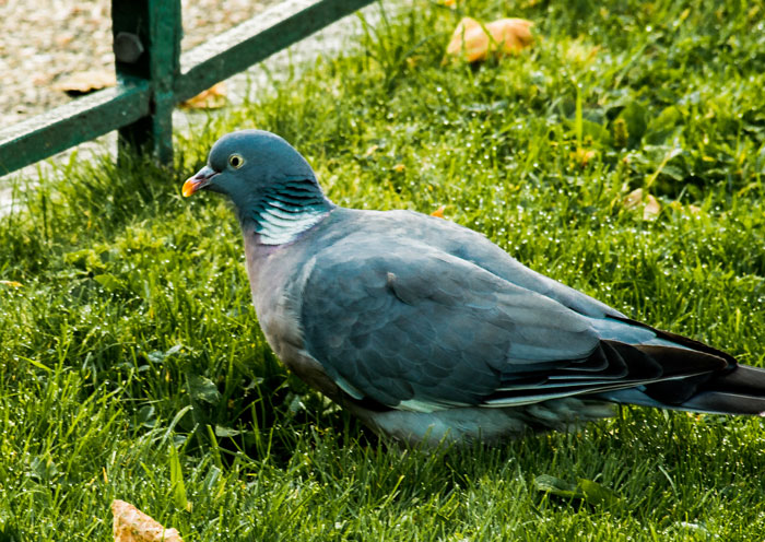 Common Wood Pigeon Physical Characteristics