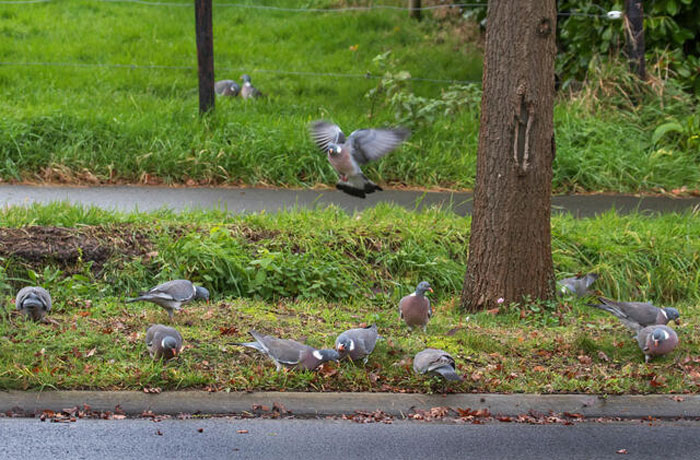 Common Wood Pigeon Relationships with Humans