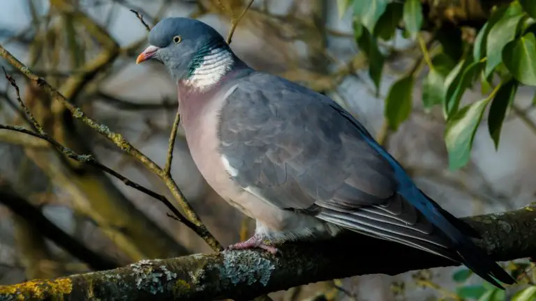 Common Wood Pigeons 101: Physical Characteristics, Habitat, Behavior, and Relationship with Humans