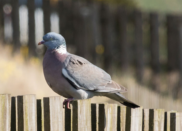 Common Wood Pigeons Size & Shape