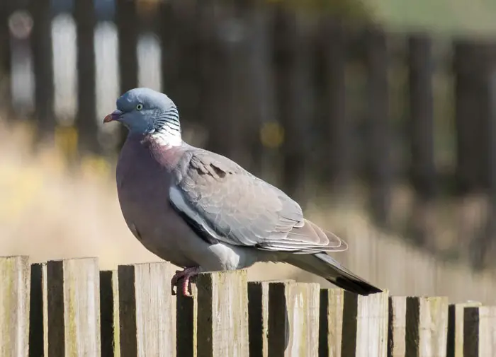 Common Wood Pigeons Size & Shape