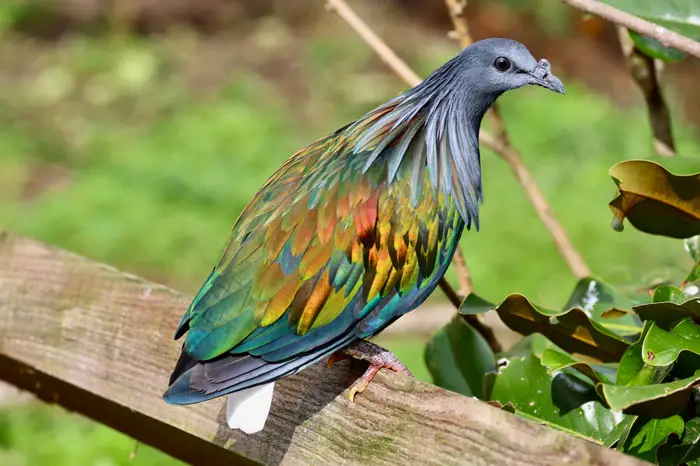 Conservation Status of Nicobar Pigeons